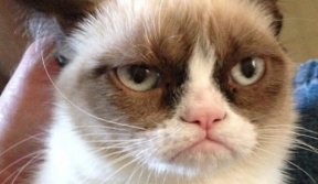 IT: Grumpy Cat แมวหน้าเครียด Meme ดังในเน็ตได้กลายเป็นหนังแล้วจ้า!