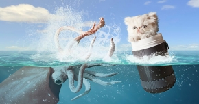 Photo : ชมภาพการผจญภัยของน้องแมวสุดน่ารักในชื่อชุด Napoleon the Cat !!