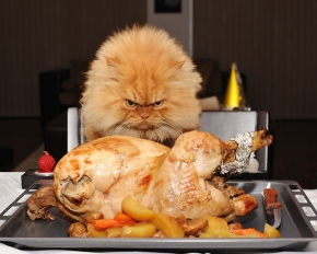 Photo: ขอเชิญพบกับ Garfi น้องแมวหน้าตาขี้โมโหที่สุดในโลก!