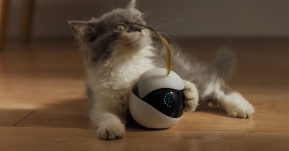 ทาสปลื้ม! Ebo หุ่นยนต์พี่เลี้ยงแมว สั่งการผ่านมือถือ บันทึกภาพและวีดีโอรายงานแบบเรียลไทม์!