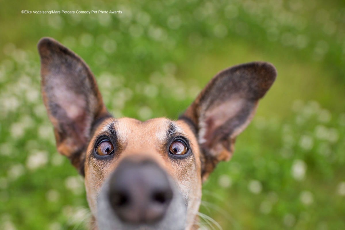 Photography : ตัวอย่างภาพเข้ารอบการประกวด Comedy Pet Photo Awards